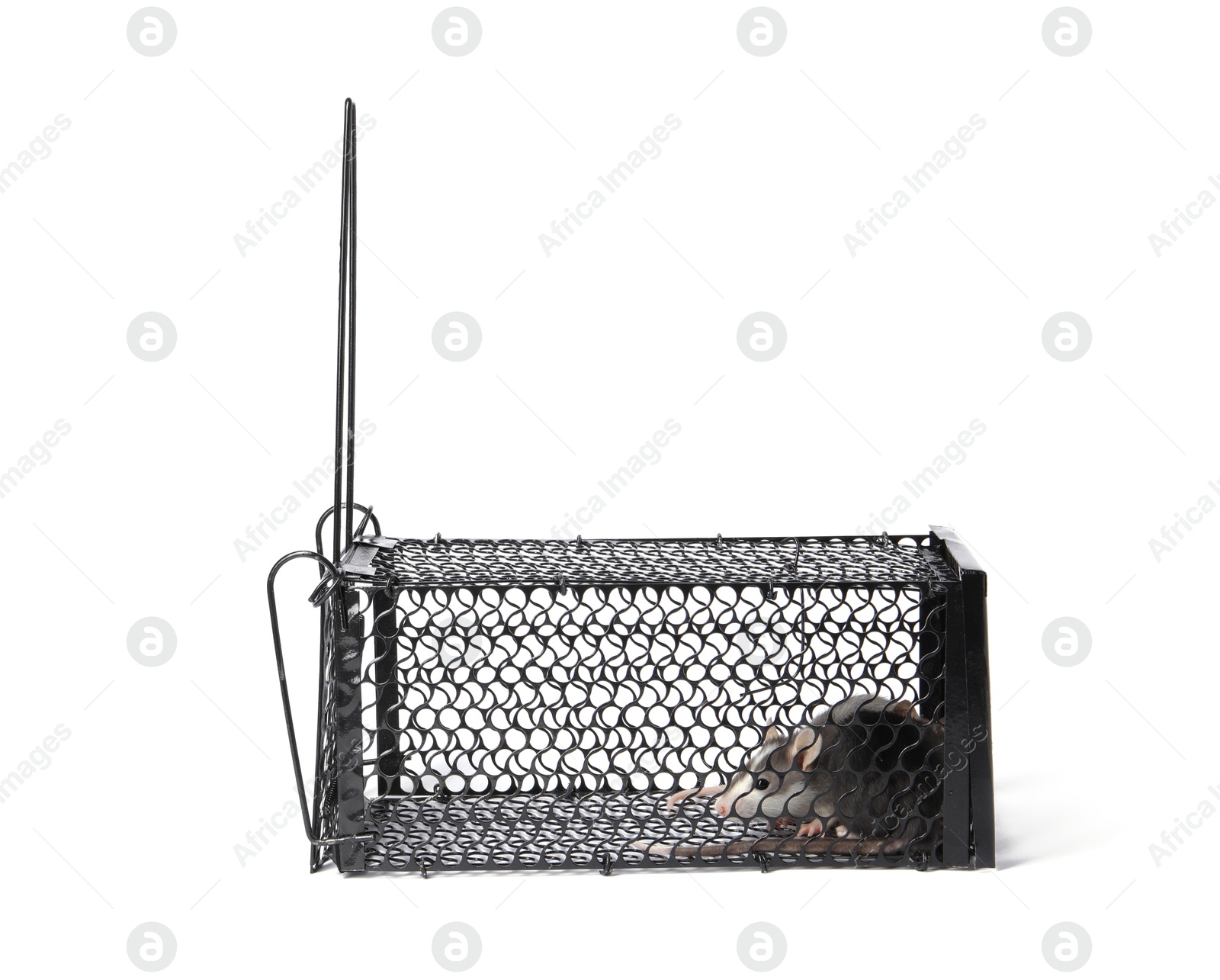 Photo of Rats in metal mouse trap on white background