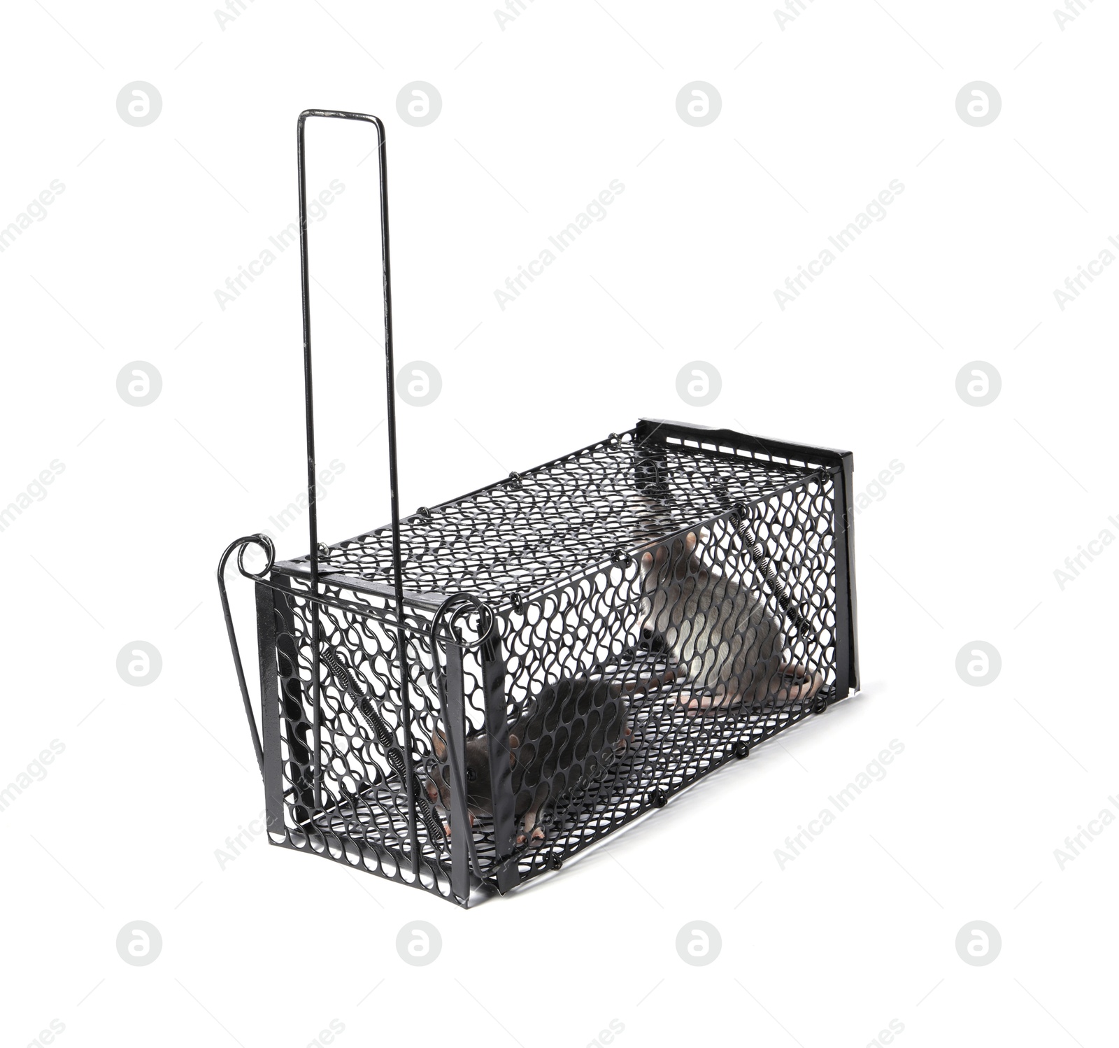 Photo of Rats in metal mouse trap on white background