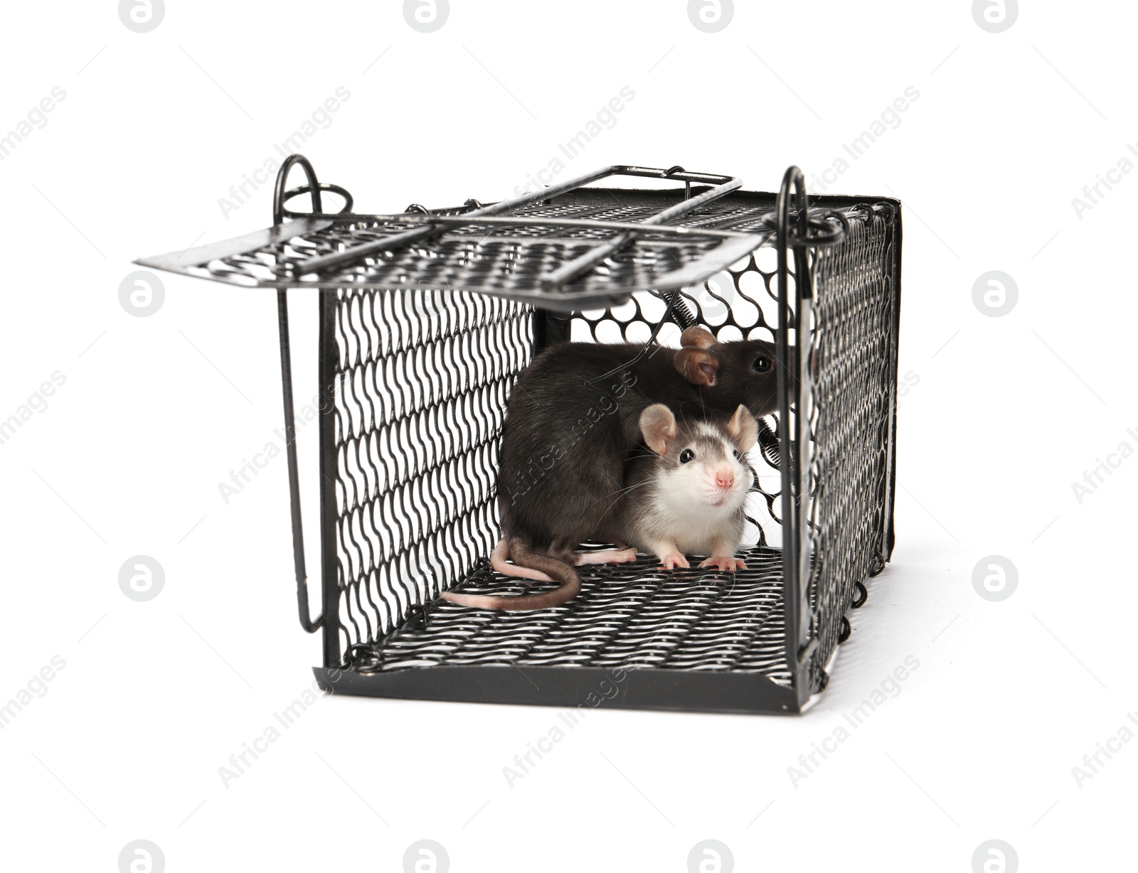 Photo of Rats in metal mouse trap on white background