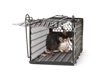 Photo of Rats in metal mouse trap on white background