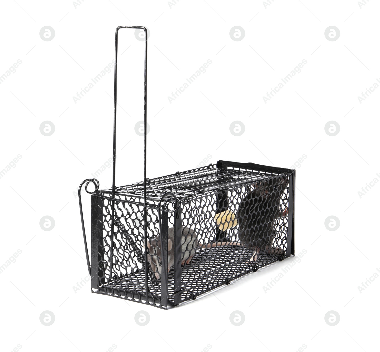 Photo of Rats in metal mouse trap on white background