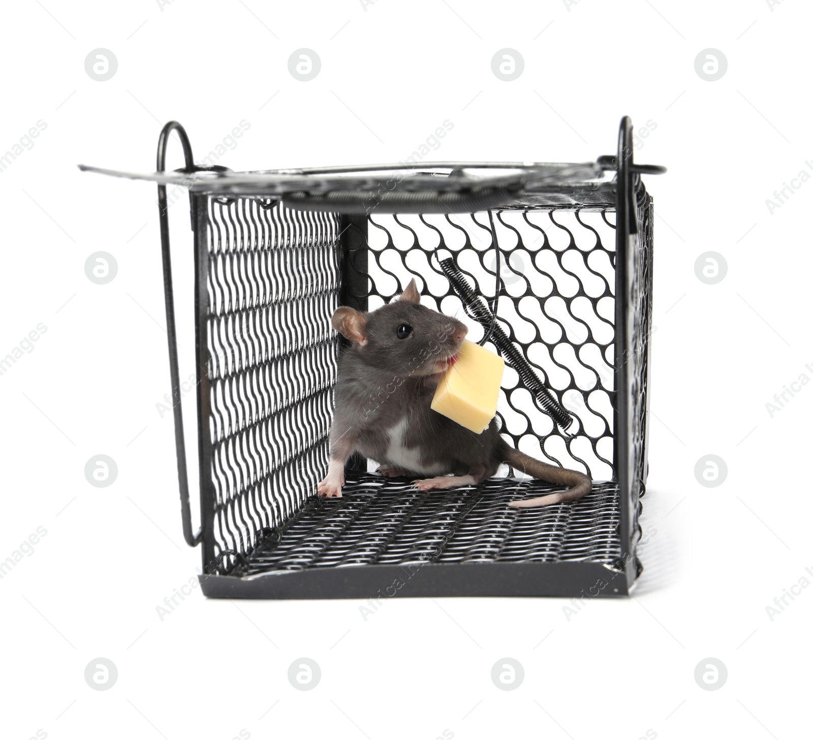 Photo of Rat in metal mouse trap on white background