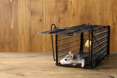 Photo of Rat in metal mouse trap on wooden table, space for text