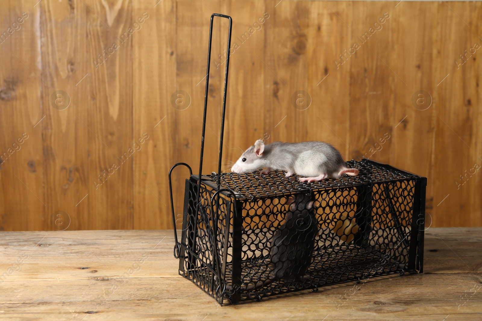 Photo of Metal mouse trap and rats on wooden table, space for text