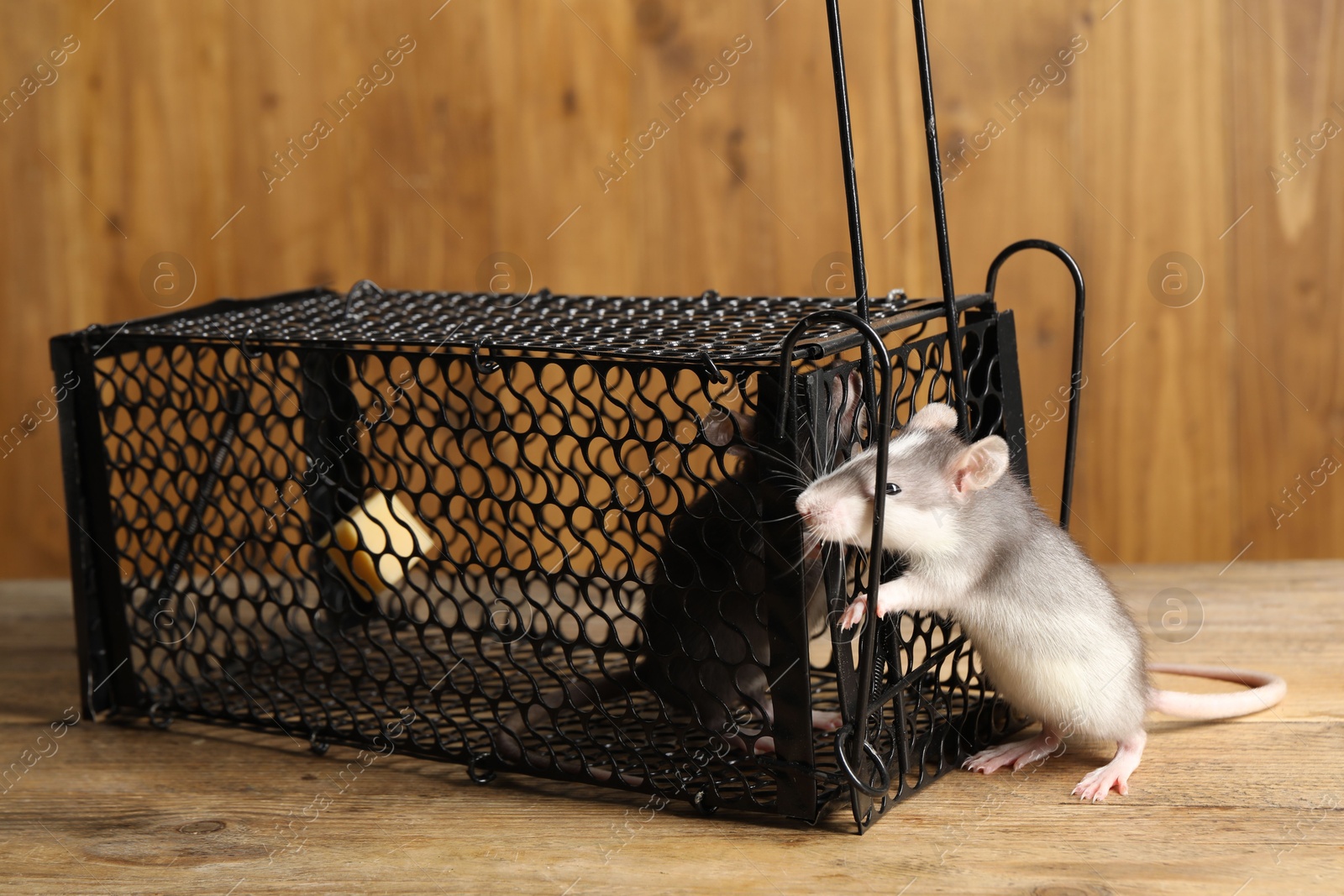 Photo of Metal mouse trap and rats on wooden table