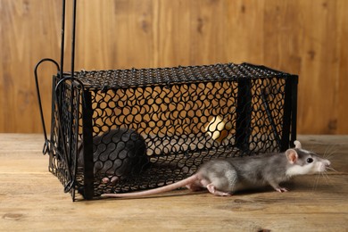 Photo of Metal mouse trap and rats on wooden table