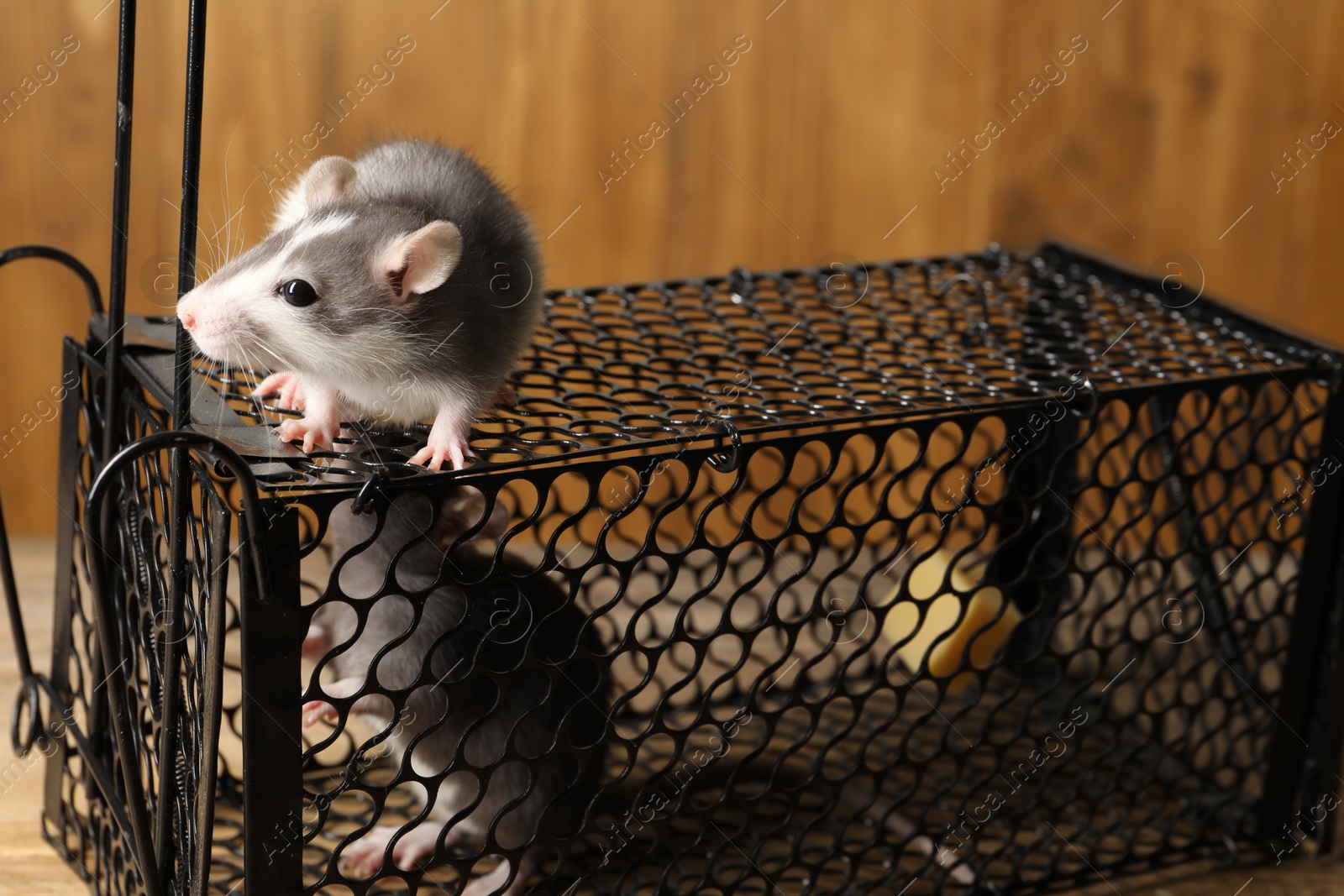 Photo of Metal mouse trap and rats on table, closeup