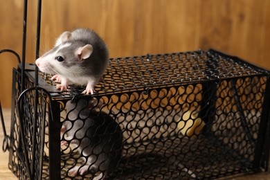 Metal mouse trap and rats on table, closeup