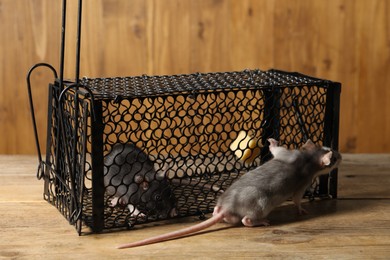 Photo of Metal mouse trap and rats on wooden table