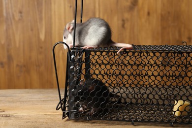 Photo of Metal mouse trap and rats on wooden table, closeup. Space for text