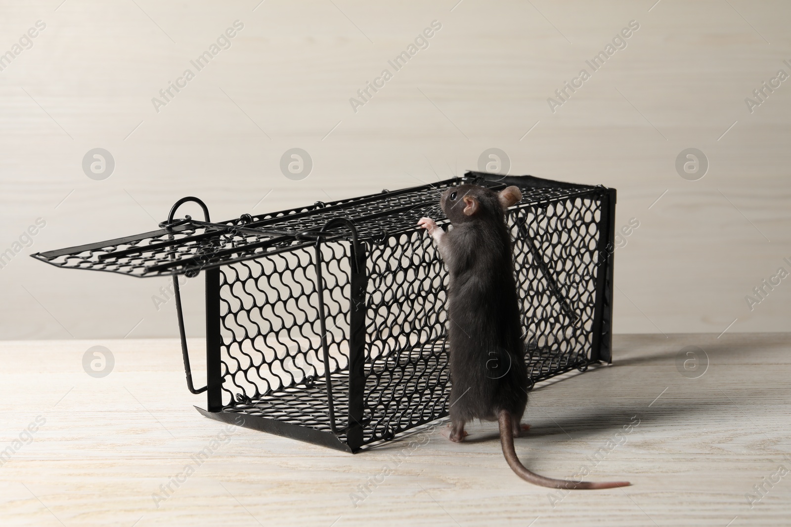 Photo of One metal mouse trap and rat on light wooden table