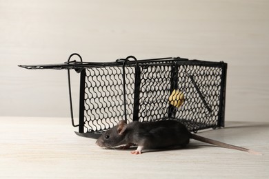 Photo of One metal mouse trap with bait and rat on light wooden table