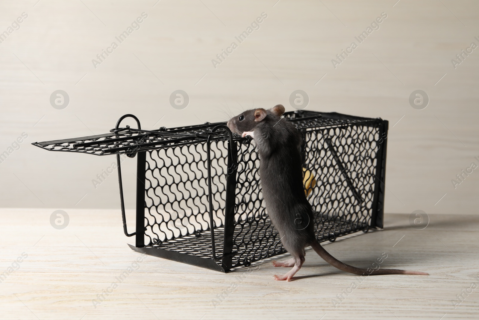 Photo of One metal mouse trap with bait and rat on light wooden table