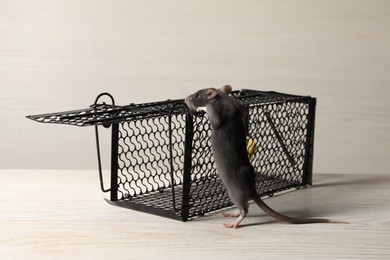 One metal mouse trap with bait and rat on light wooden table