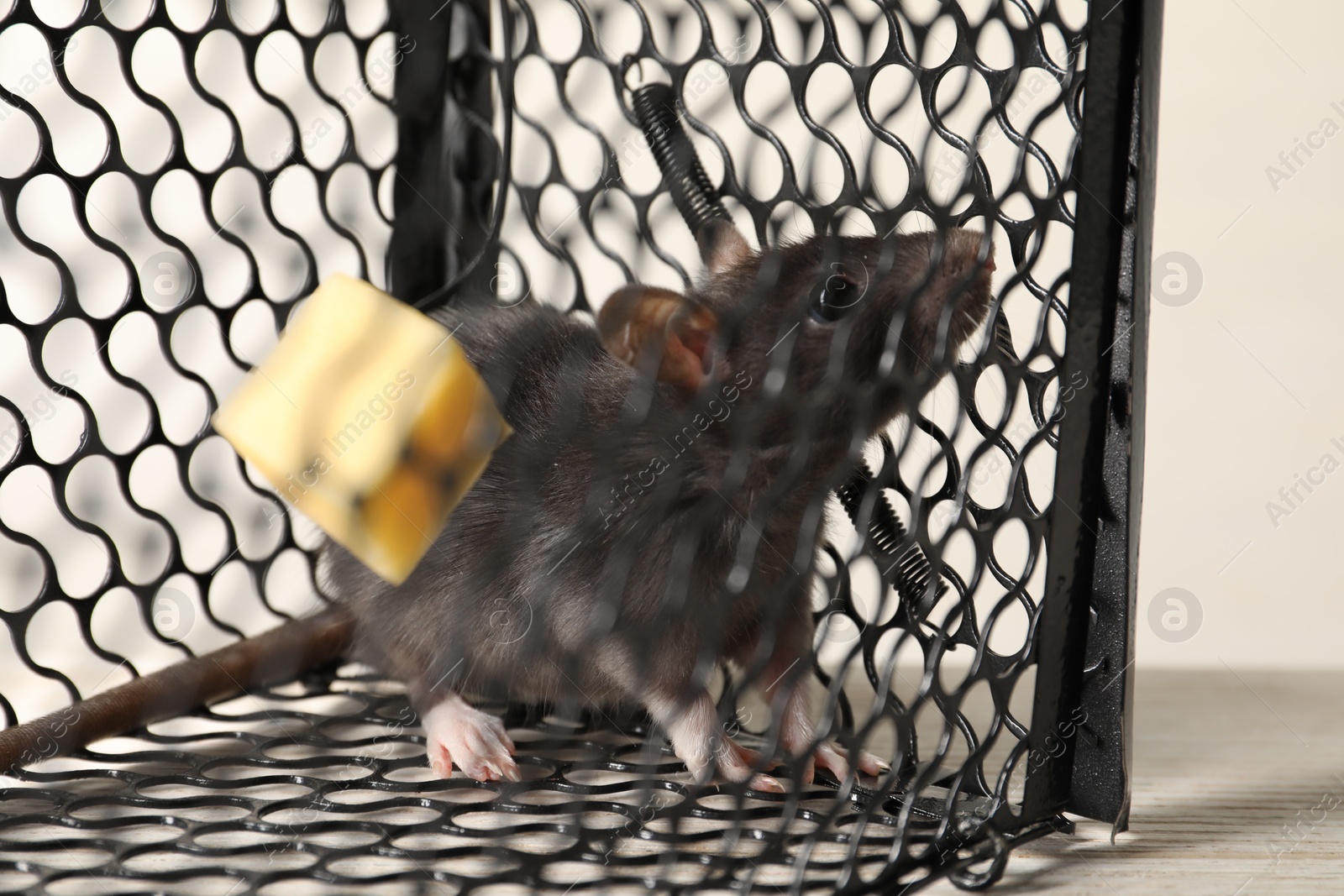 Photo of Rat in metal mouse trap on light wooden table, closeup