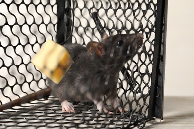 Photo of Rat in metal mouse trap on light wooden table, closeup