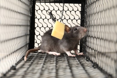 Metal mouse trap with bait and rat, closeup