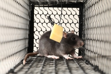 Photo of Metal mouse trap with bait and rat, closeup