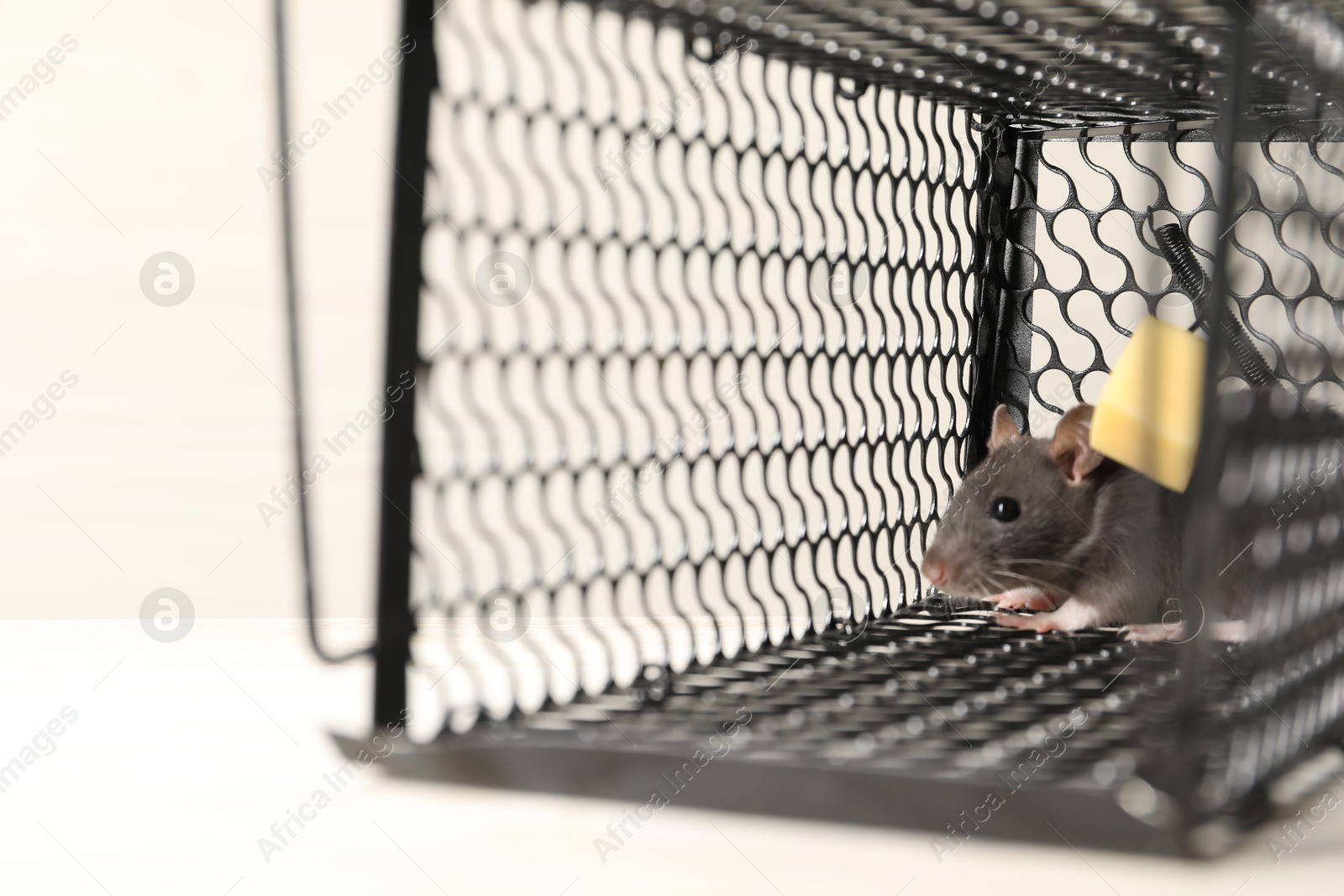 Photo of Rat in metal mouse trap on light table, closeup