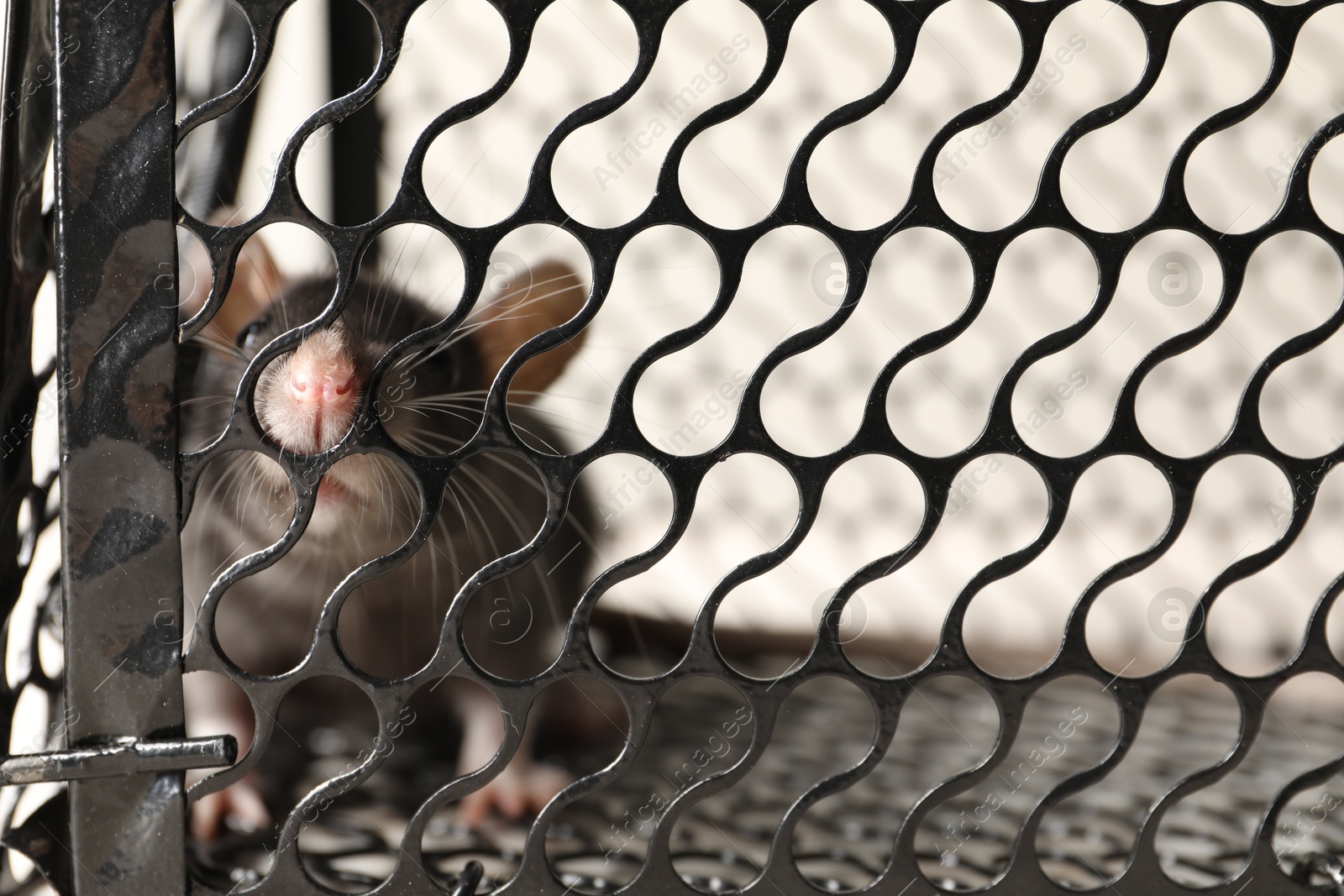 Photo of Rat in metal mouse trap, closeup view