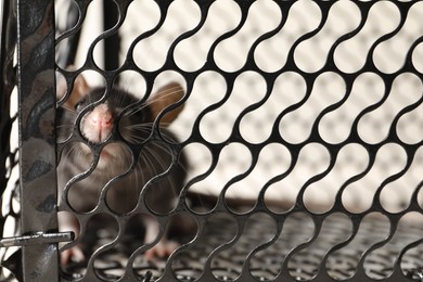 Photo of Rat in metal mouse trap, closeup view