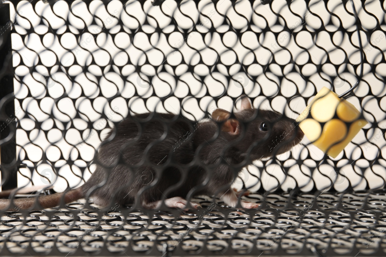 Photo of Rat in metal mouse trap, closeup view