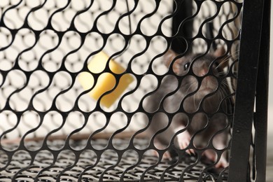 Photo of Rat in metal mouse trap, closeup view