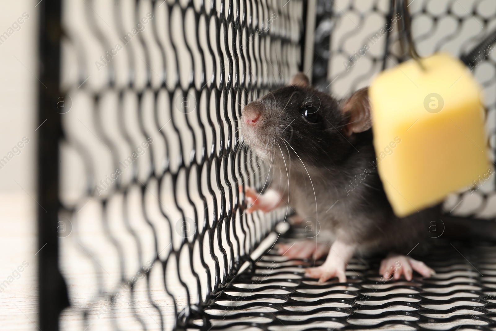 Photo of Metal mouse trap with bait and rat, closeup