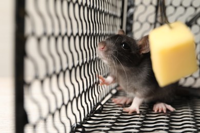 Photo of Metal mouse trap with bait and rat, closeup