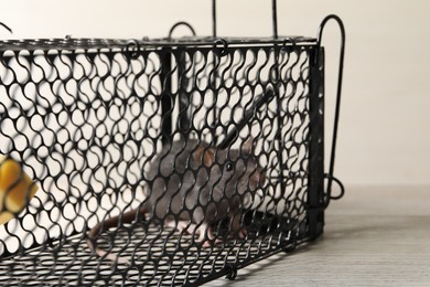 Photo of Rat in metal mouse trap on light wooden table, closeup