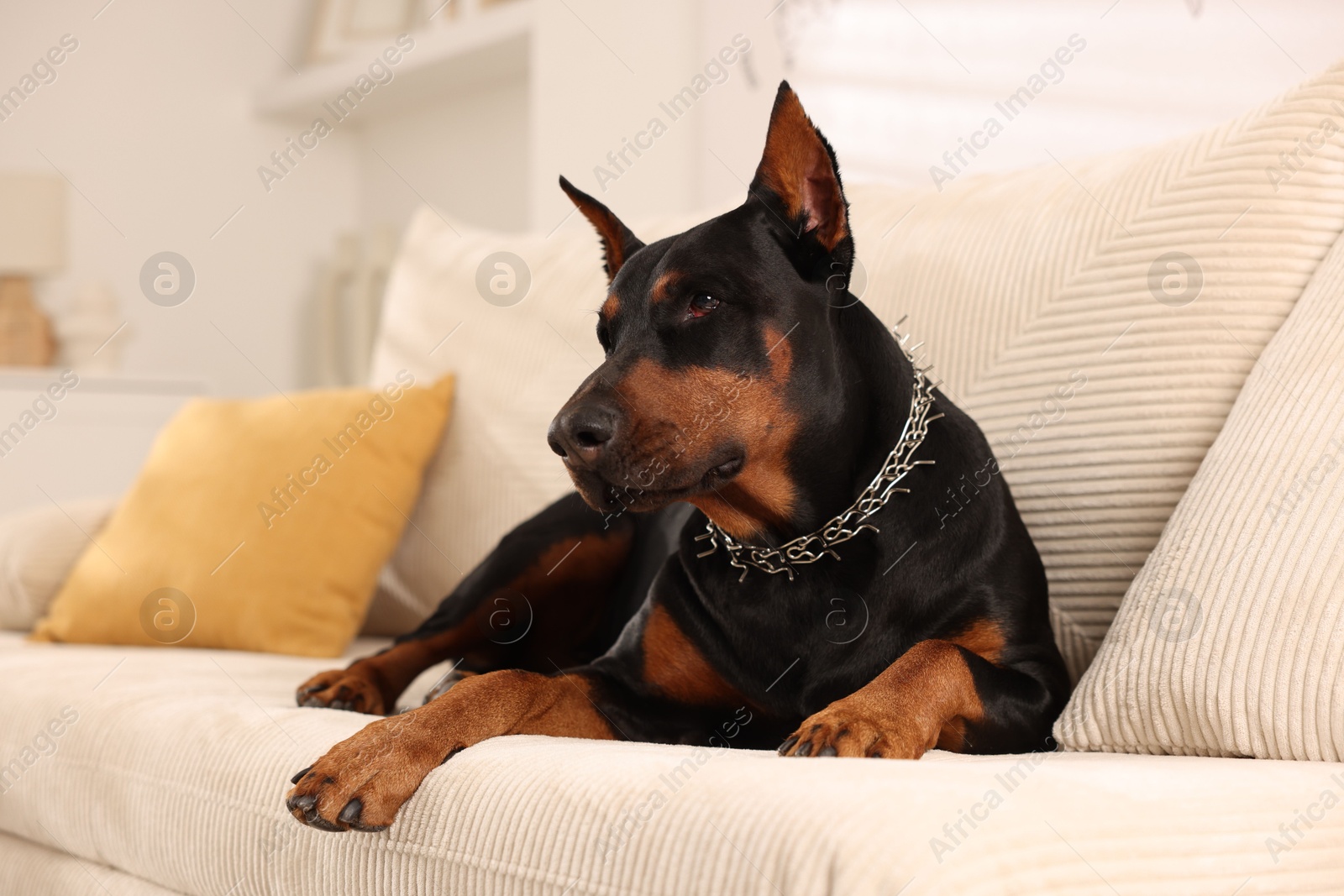 Adorable Doberman resting on sofa at home Photo of Adorable Doberman resting on sofa at home