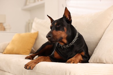 Photo of Adorable Doberman resting on sofa at home