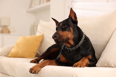 Photo of Adorable Doberman resting on sofa at home. Space for text