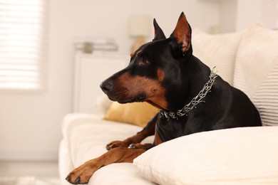 Photo of Adorable Doberman resting on sofa at home. Space for text
