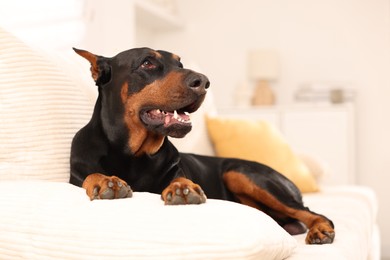 Photo of Adorable Doberman resting on sofa at home. Space for text