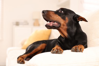 Photo of Adorable Doberman resting on sofa at home. Space for text