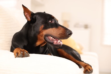 Photo of Adorable Doberman resting on sofa at home. Space for text