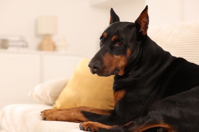Photo of Adorable Doberman resting on sofa at home. Space for text