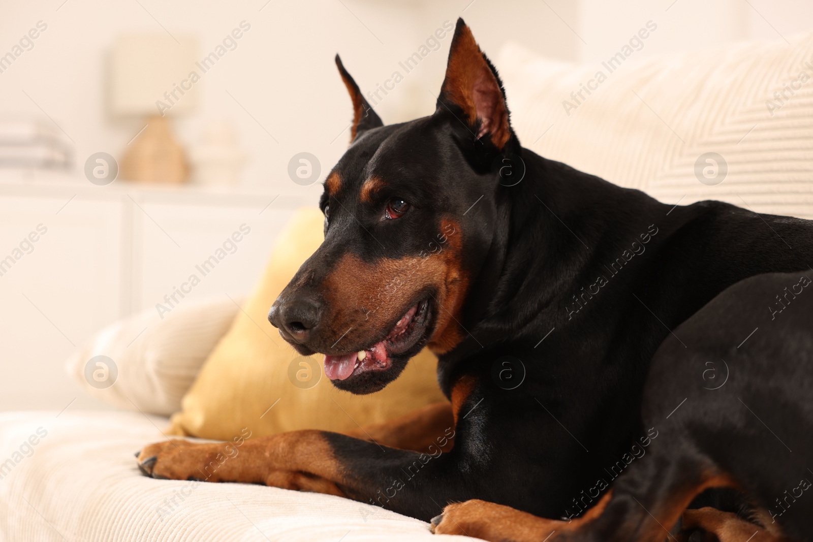 Adorable Doberman resting on sofa at home Photo of Adorable Doberman resting on sofa at home