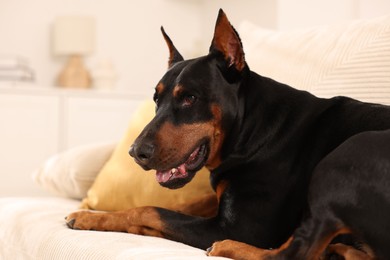 Photo of Adorable Doberman resting on sofa at home