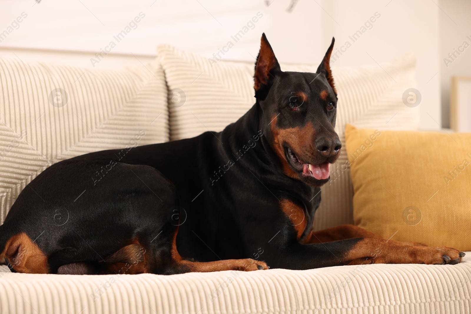 Adorable Doberman resting on sofa at home Photo of Adorable Doberman resting on sofa at home