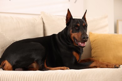 Photo of Adorable Doberman resting on sofa at home