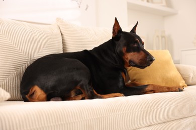 Photo of Adorable Doberman resting on sofa at home