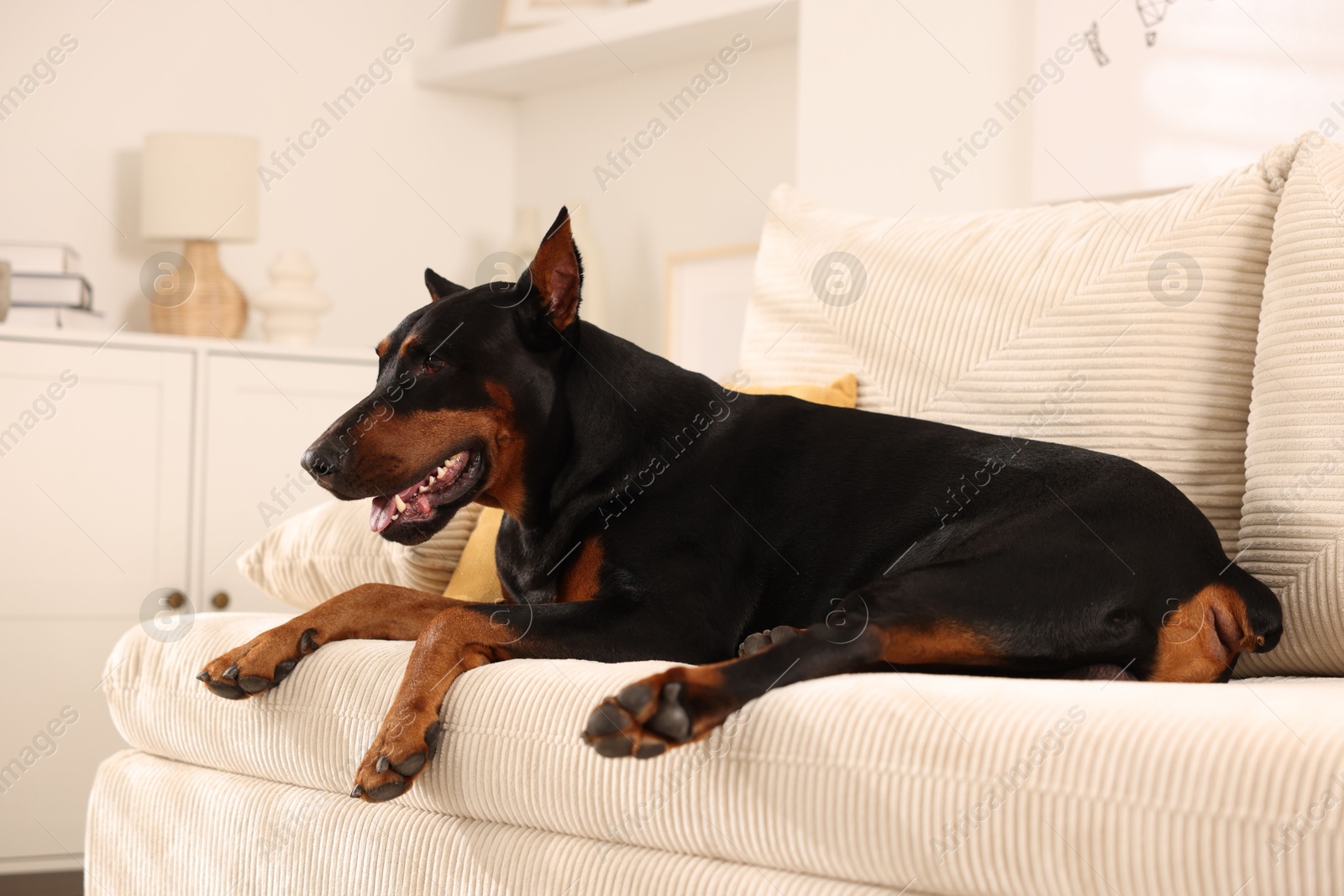 Adorable Doberman resting on sofa at home Photo of Adorable Doberman resting on sofa at home