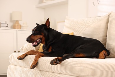 Photo of Adorable Doberman resting on sofa at home