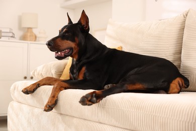 Photo of Adorable Doberman resting on sofa at home