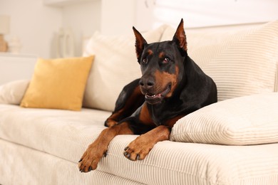 Photo of Adorable Doberman resting on sofa at home
