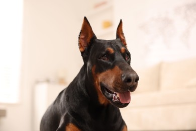 Photo of Portrait of adorable Doberman on blurred background, closeup