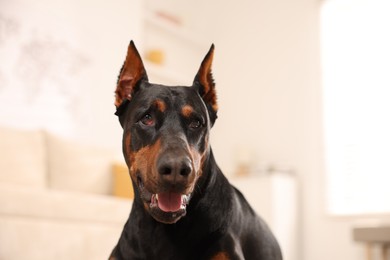 Photo of Portrait of adorable Doberman on blurred background, closeup
