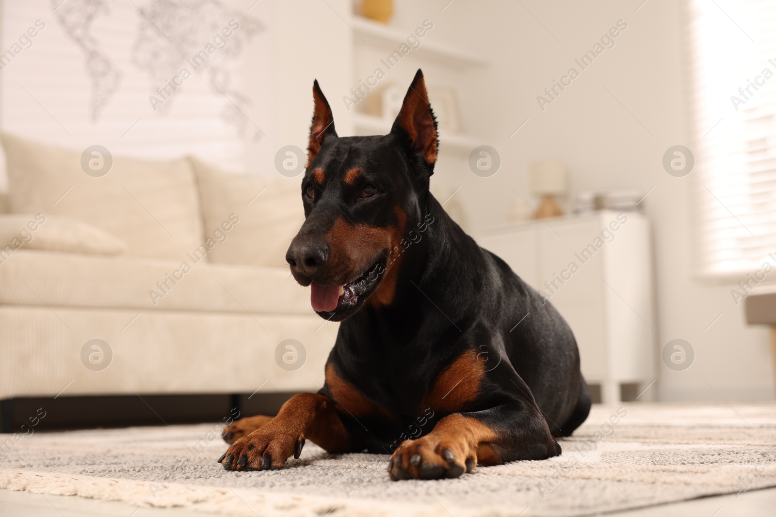 Adorable Doberman resting on floor at home Photo of Adorable Doberman resting on floor at home